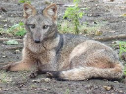 Renard des savanes